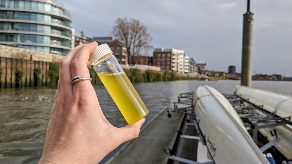 A water sample taken from the River Thames around Hammersmith Bridge in west London