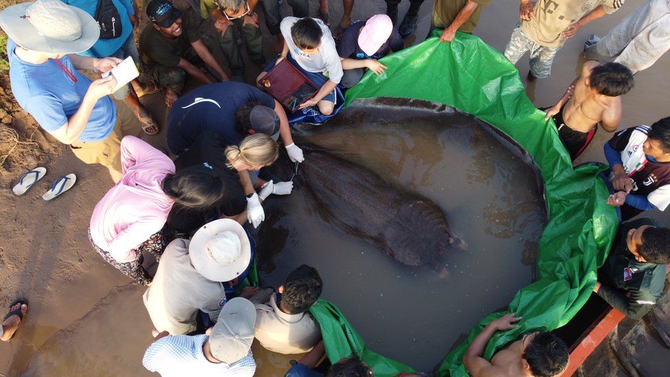 The 300kg freshwater stingray