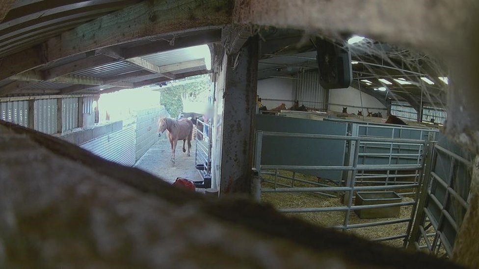 Undercover footage filmed by campaign group Animal Aid, at Drury and Sons abattoir.