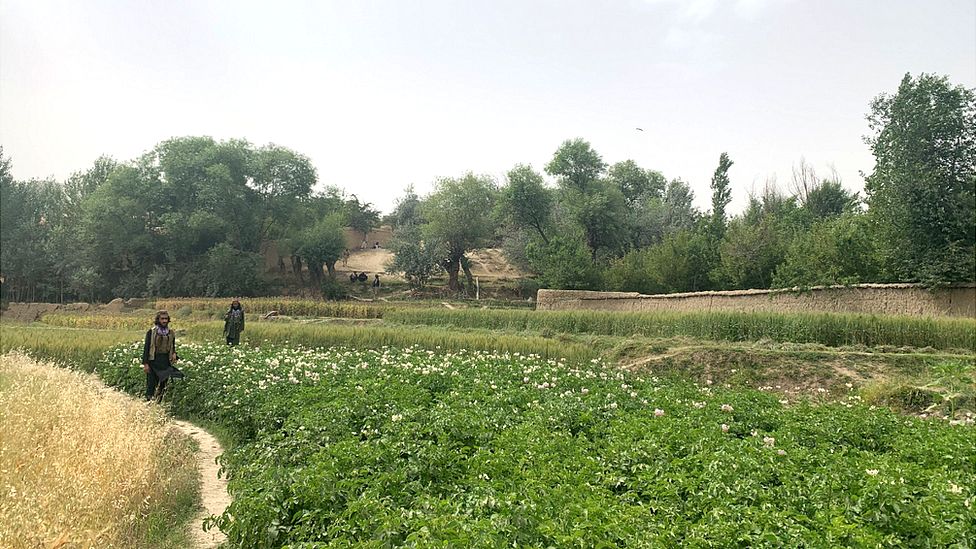 Охранники Талибана охраняют поле в провинции Андараб