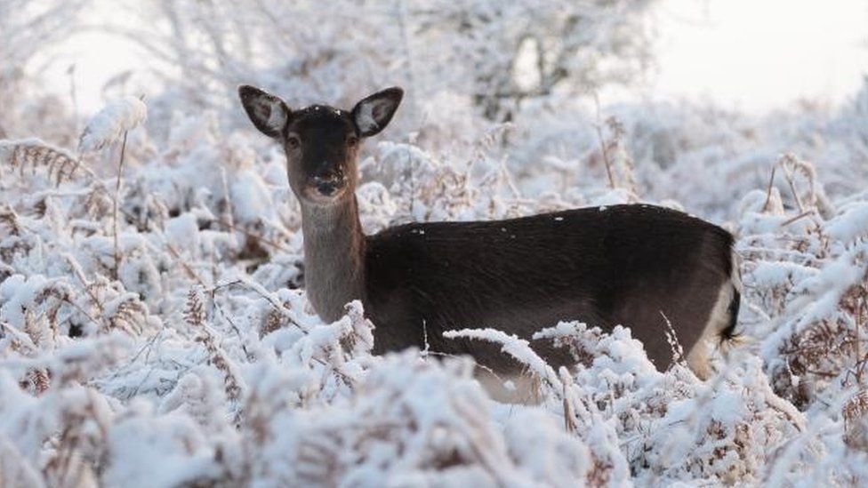 A deer in the snow