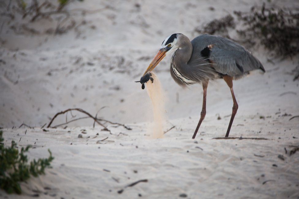 A great blue heron catching a sea turtle hatchling