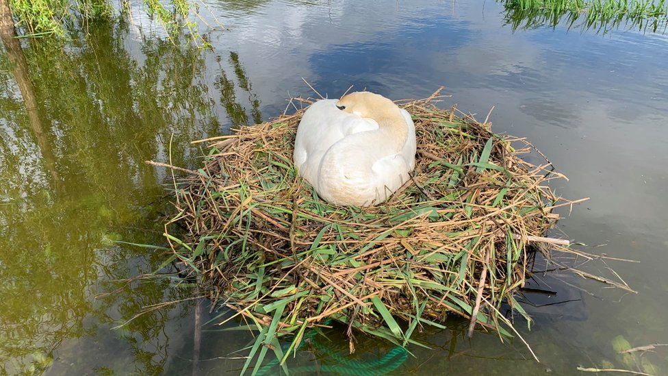 The swan's eggs are now happily protected.