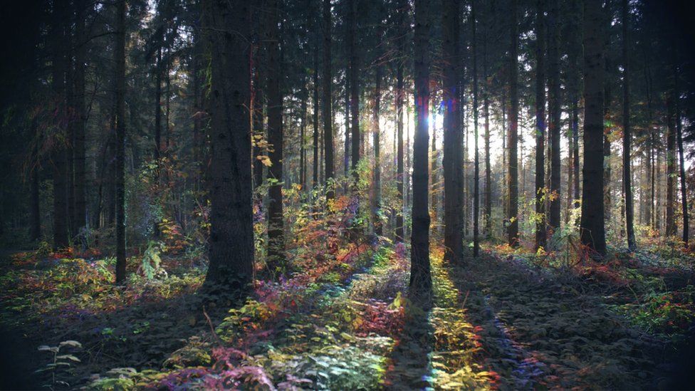 A view of a forest with light shining between trees