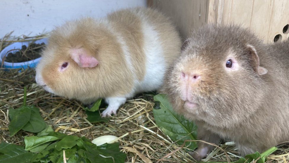 Female guinea pigs near hot sale me