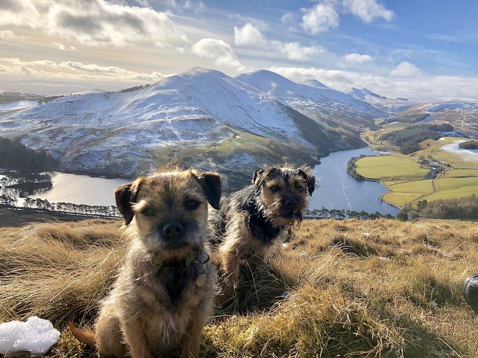 Two Border Terriers on Castlelaw Hill in the Pentlands.