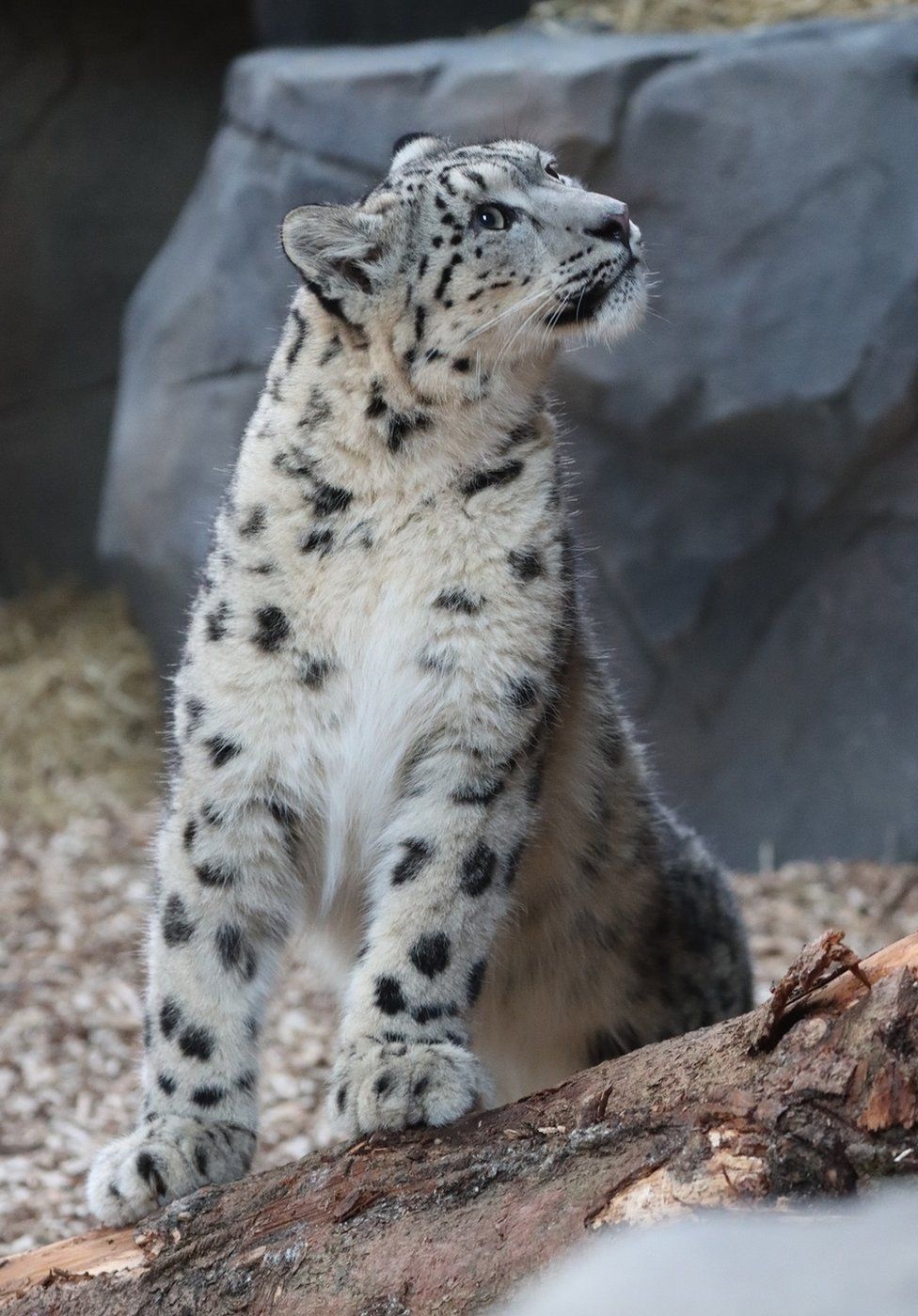 Zoo welcomes two snow leopards in hopes they'll have cubs together, National News