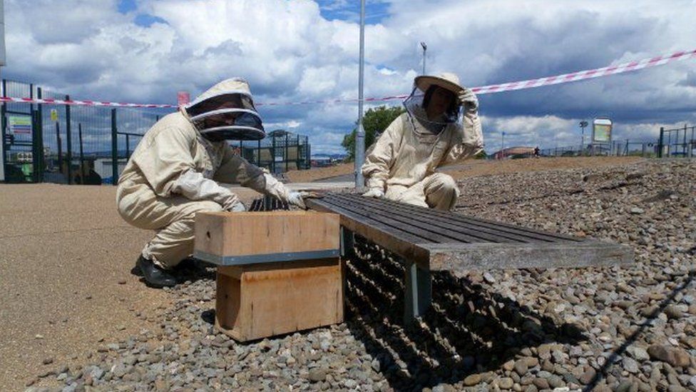 workers in bee-keeping clothing removing the bees