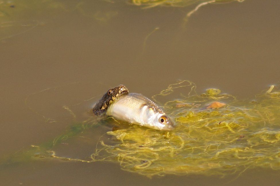 A snake swallows a fish whole