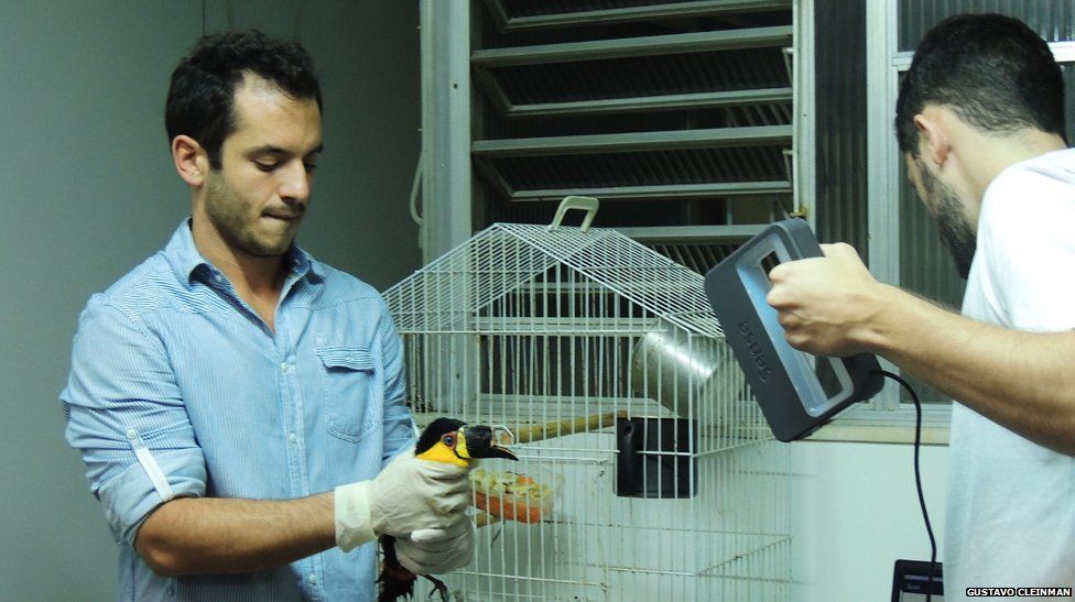 Mutilated toucan gets 3D-printed beak prosthesis BBC