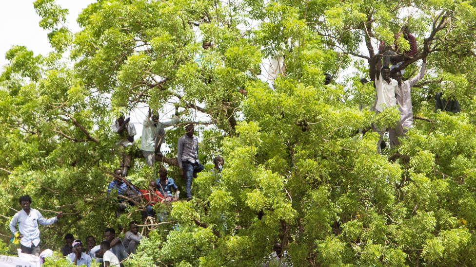 People up a tree at a ceremony where Minni Minawi is appointed governor of Darfur, in el-Fasher, Sudan - Wednesday 8 August 2021