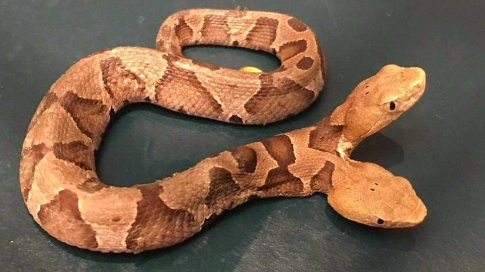 Copperhead snake with two heads