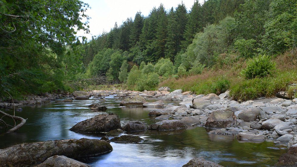 river running through a forest, including a stand of fir trees