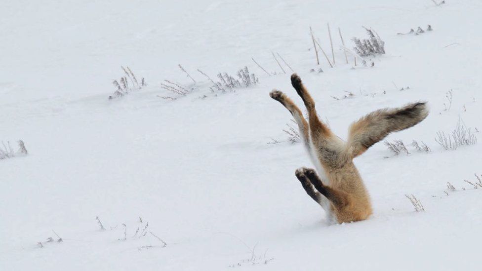 Having a bad day? The funniest animal photos of the year will cheer you up  - BBC Newsbeat