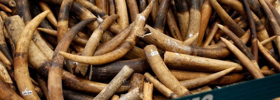 Ivory tusks seized by Hong Kong Customs are displayed at a July 2017 news conference