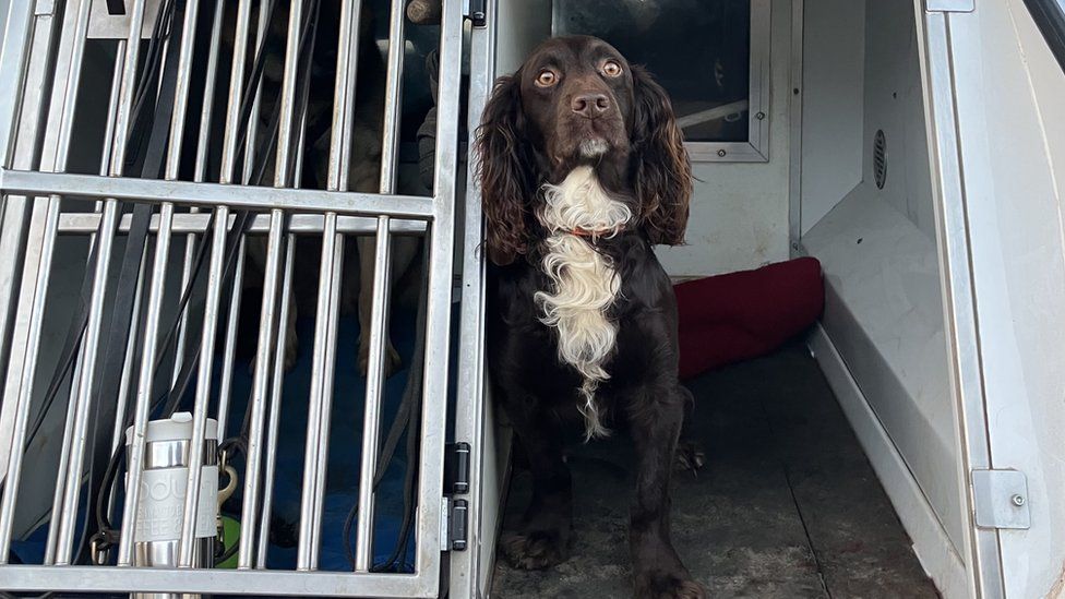 Sock the police dog