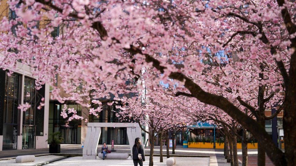 Birmingham cherry blossoms draw spectators and photographers BBC News