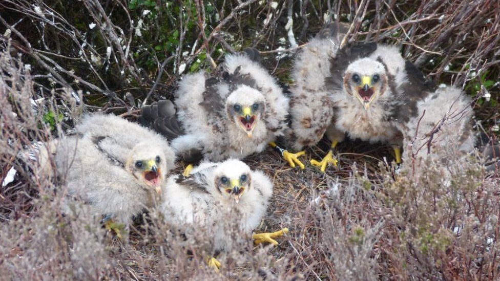 Hen harrier chicks at Bowland 2019