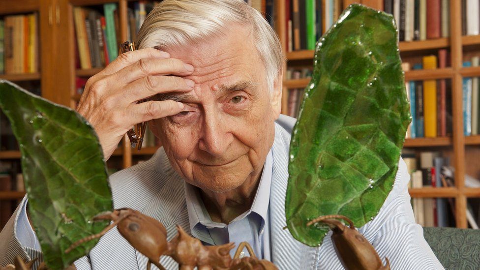 Leading American Naturalist Eo Wilson Dubbed Darwins Heir Dies At 92 Bbc News 2755