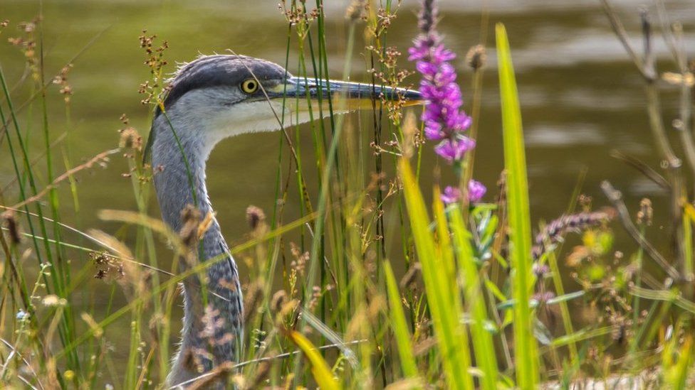 A heron at Lethytep