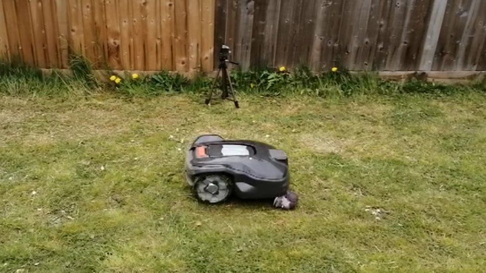 Hedgehog study to assess danger of robot lawn mowers BBC News