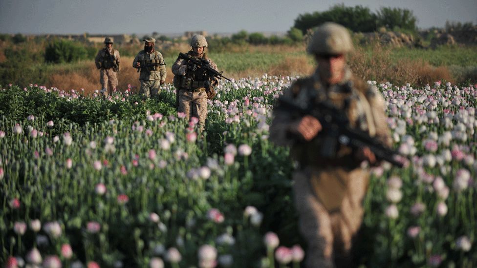 US Marines walk through opium poppy field at Maranjan village in Helmand province on April 25, 2011