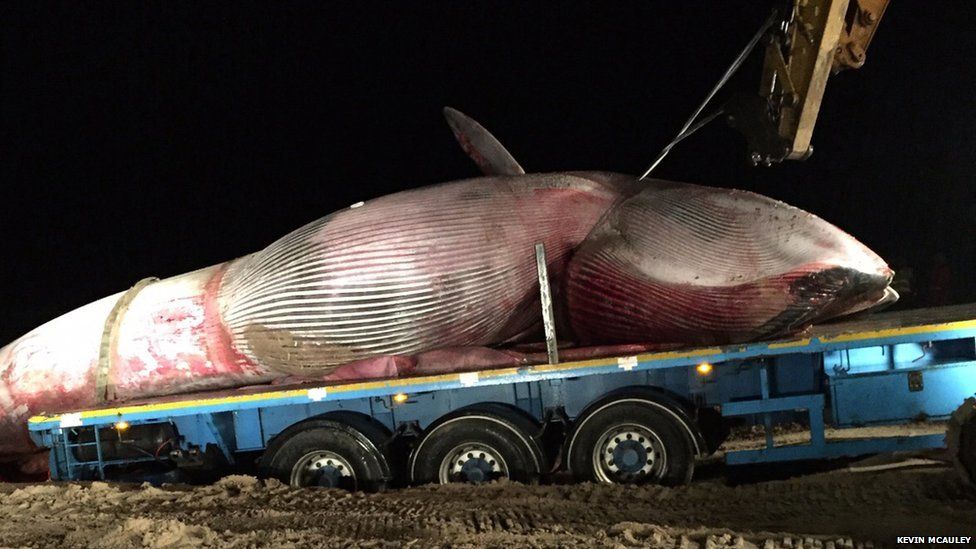 The whale was removed from the beach on Monday night
