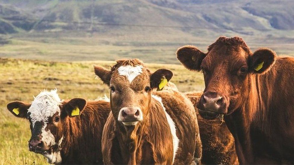 Cattle on Skye