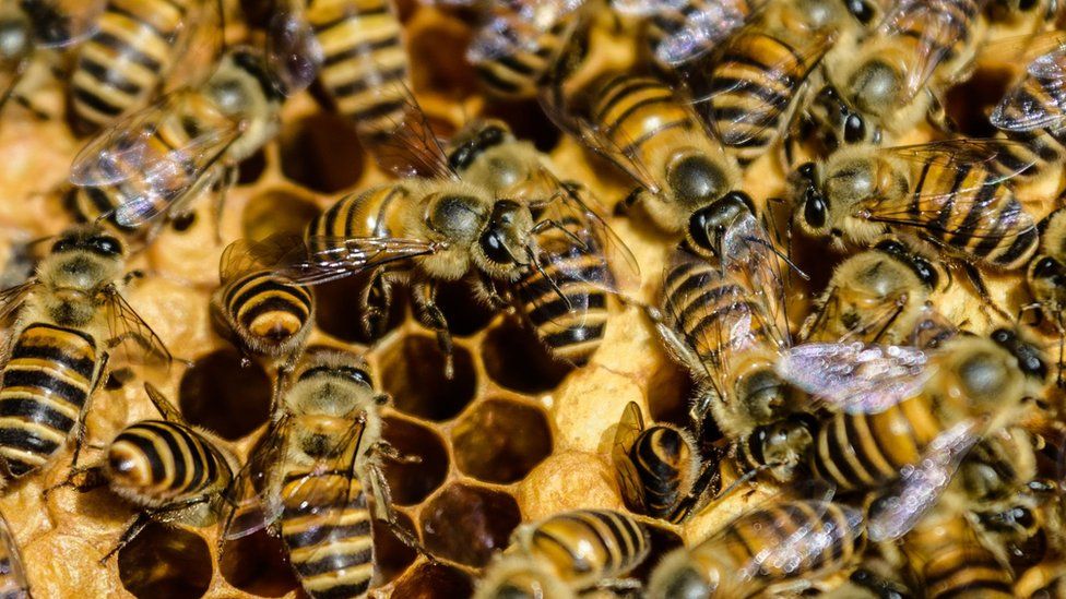 Bees are seen on a honeycomb