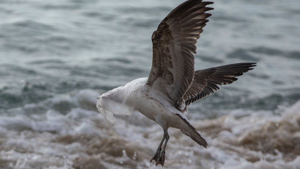 A seagull struggles to take flight covered by a plastic bag