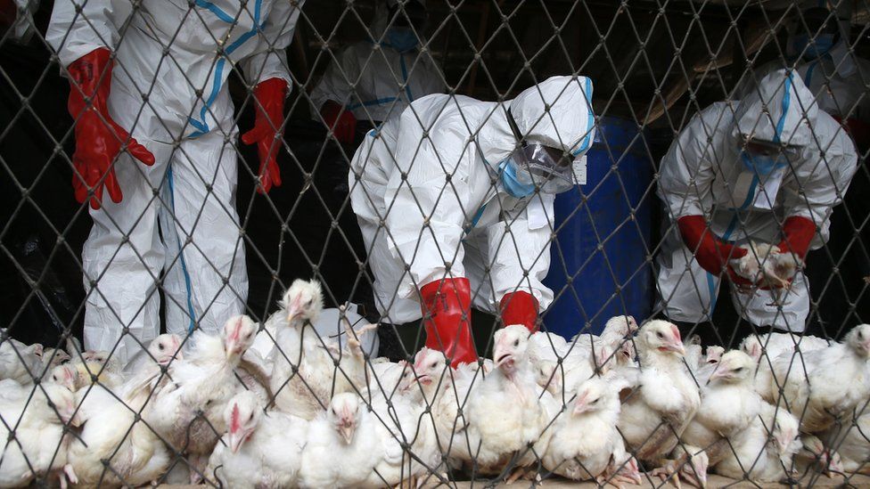 State agents in protective gear from the Ministry of Animal Resources collect poultry for slaughter after the detection of avian influenza declared in the city of Bassam, Ivory Coast, on 20 August 2021