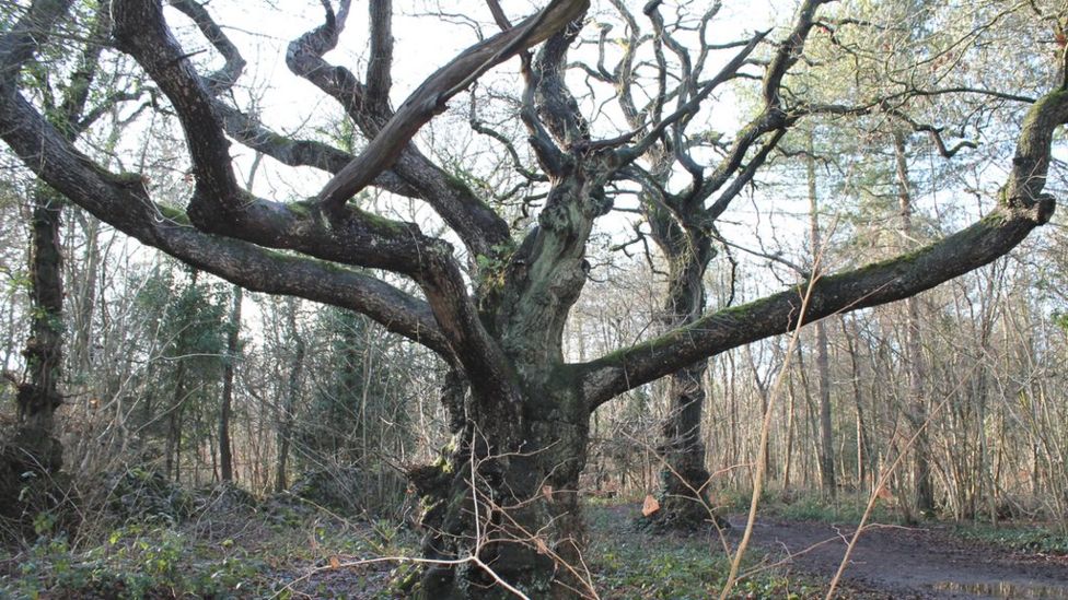 Trees in Bristol woodland pruned for the first time in 150 years BBC News