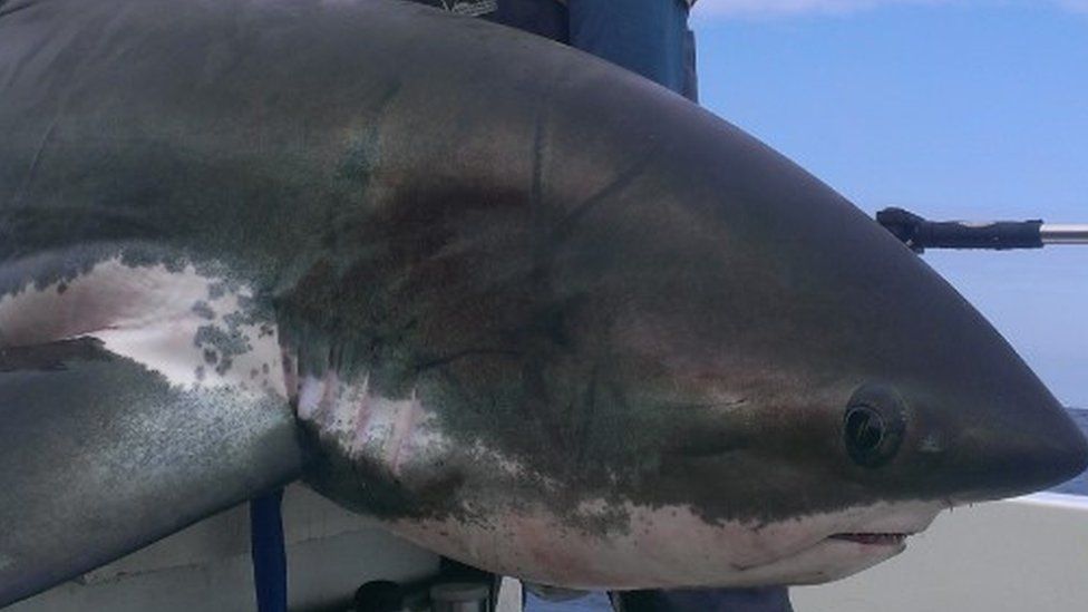 Fisherman hooks 12ft 8in thresher shark off Pembrokeshire - BBC News