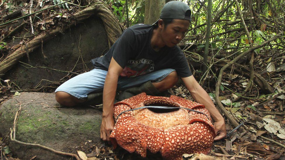 Rafflesia arnoldii,