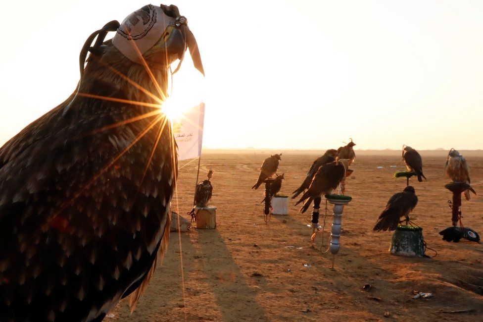 Falconers of Egyptian clubs and austringers are seen during sunrise and celebration on World Falconry Day at Borg al-Arab desert in Alexandria, Egypt, November 17, 2018
