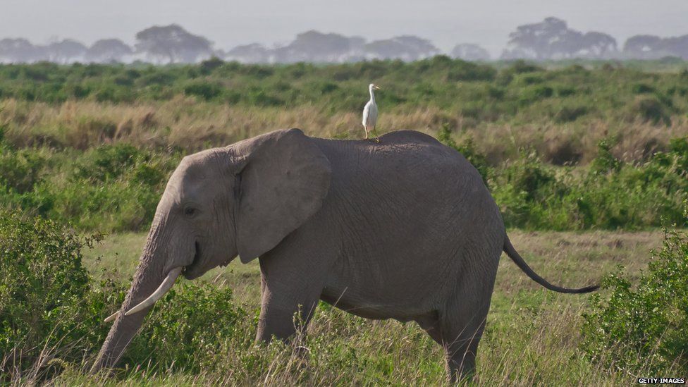 Elephant with egret