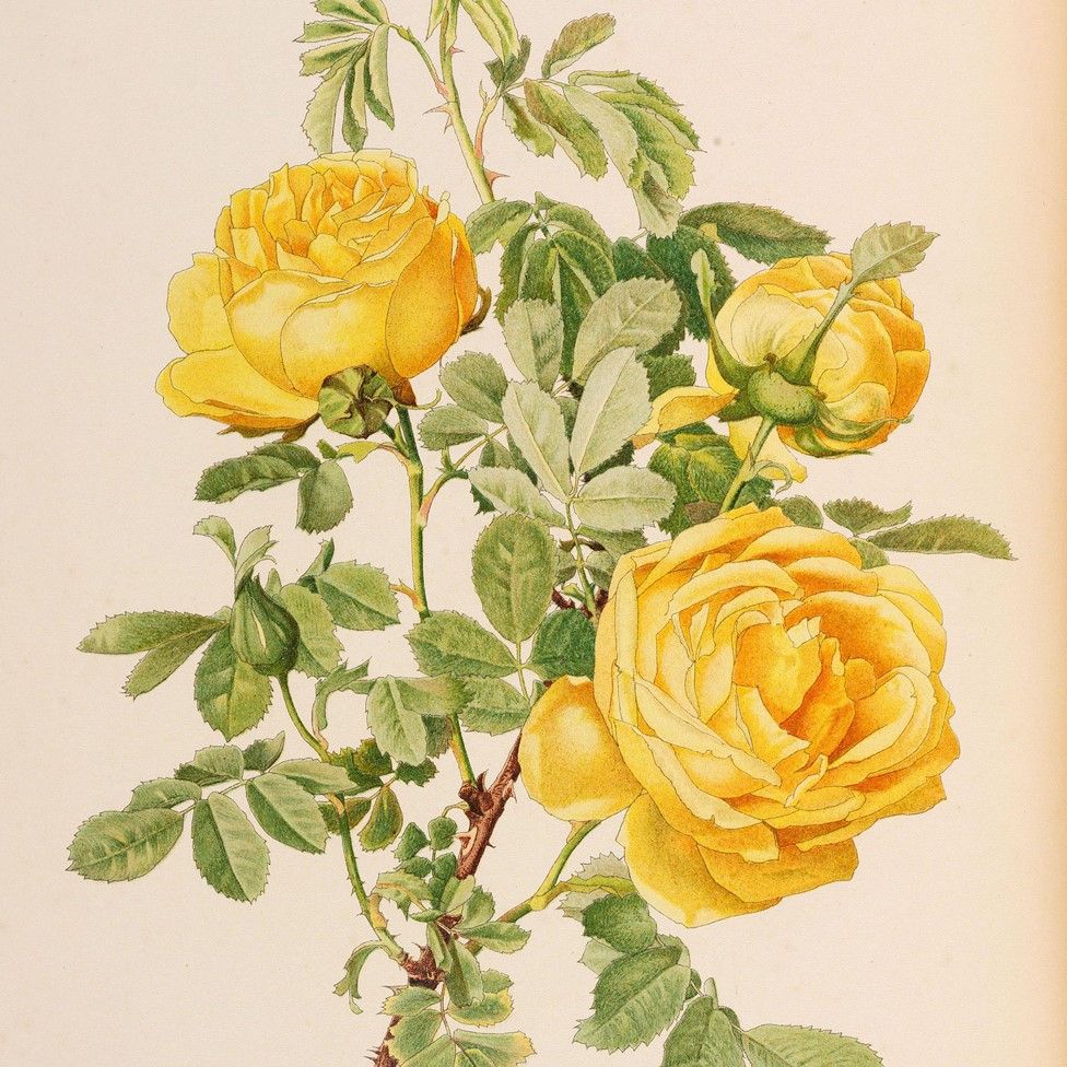 An illustration from Ellen Willmott's book The Genus Rosa