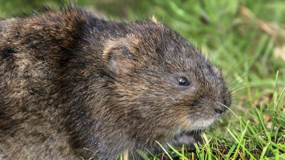 Water voles: National Trust releasing 100 in Yorkshire Dales - BBC News