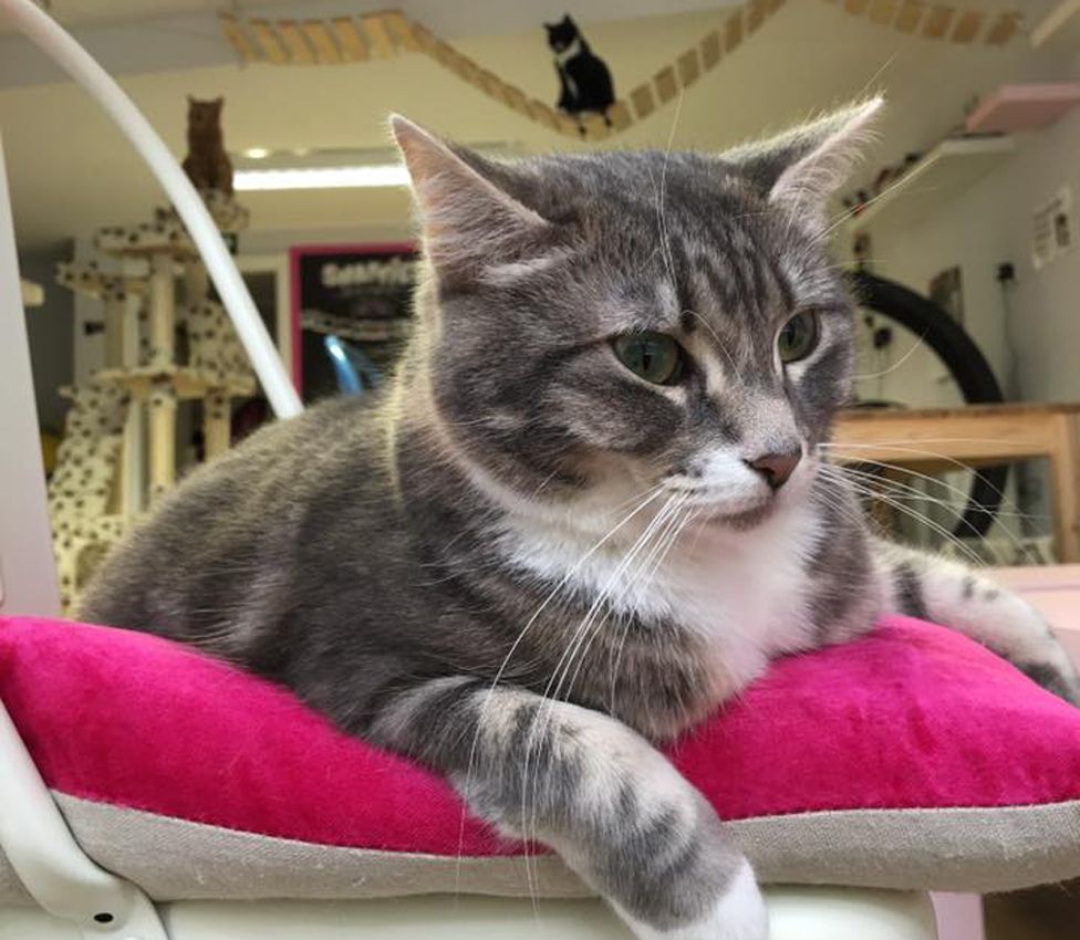 Are cat cafes good for cats? BBC News