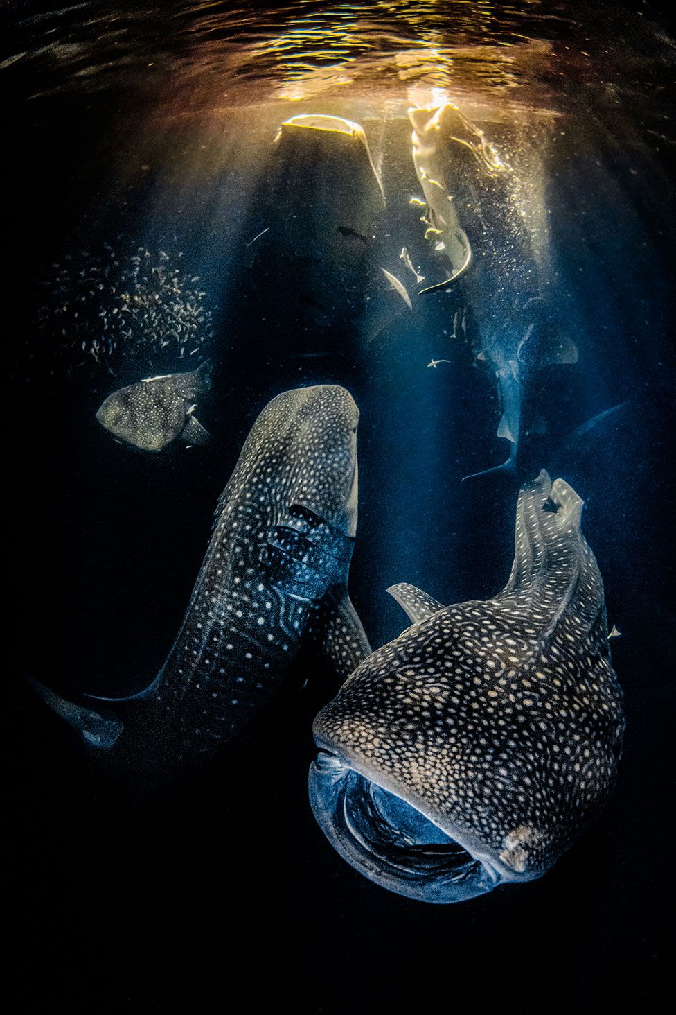 Whale sharks eat plankton in the light from a boat in the Maldives