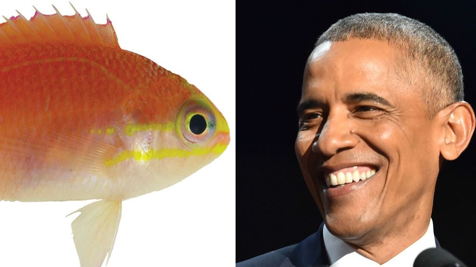 Obama Fish