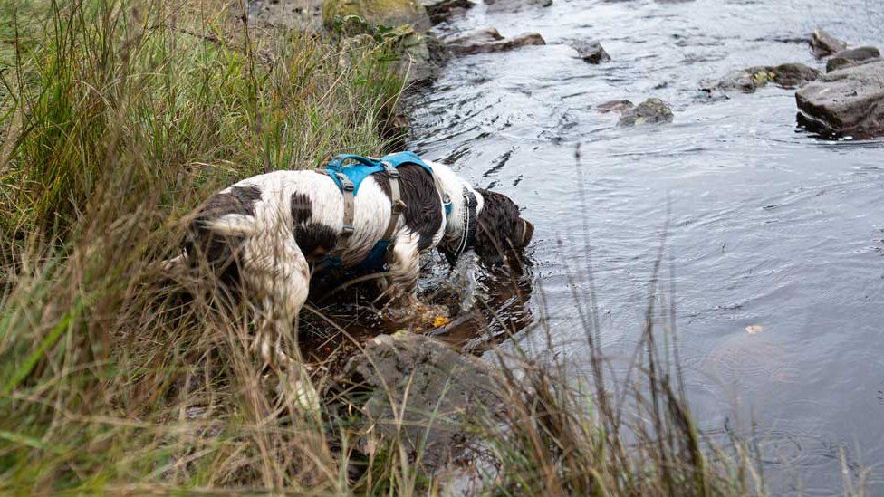 Reid the springer spaniel