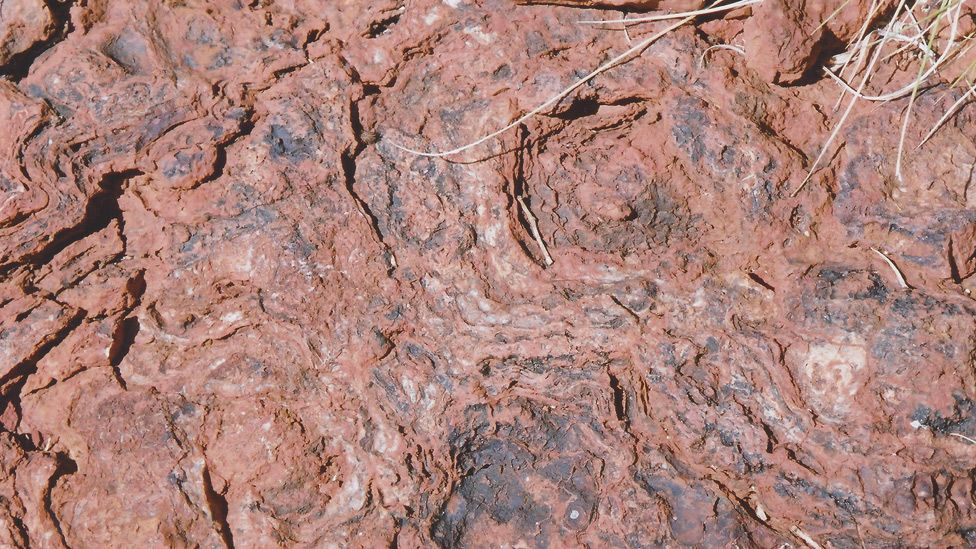 Australian stromatolites