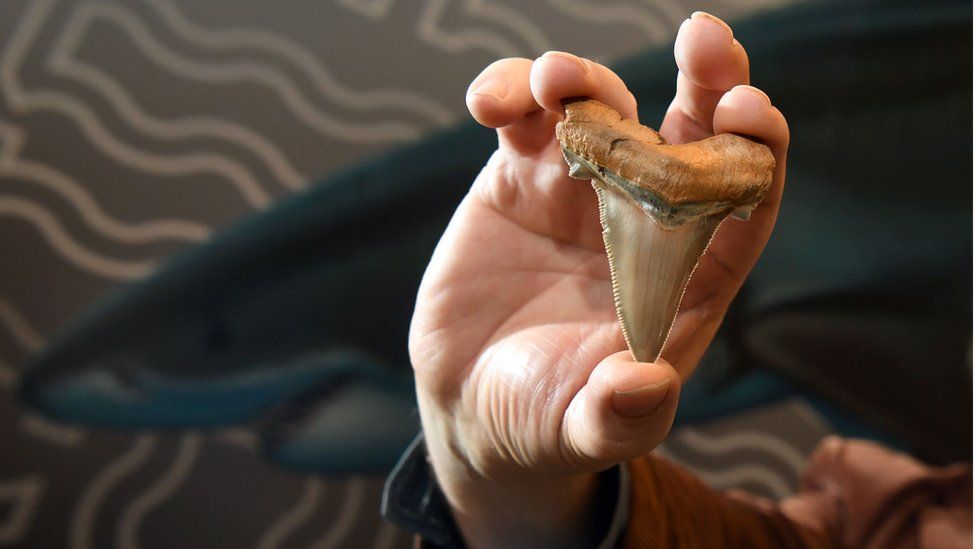 great white shark tooth size