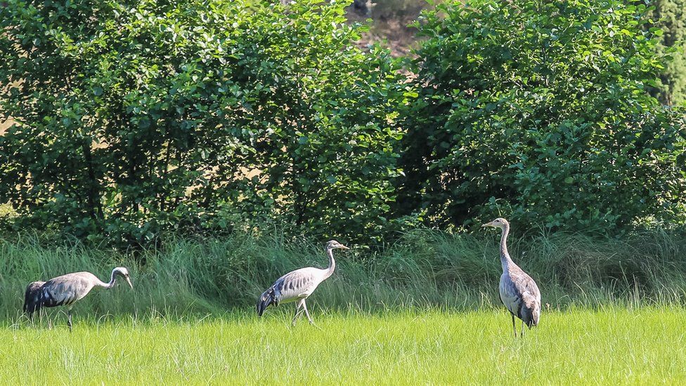 Common Crane foraging in a meadow
