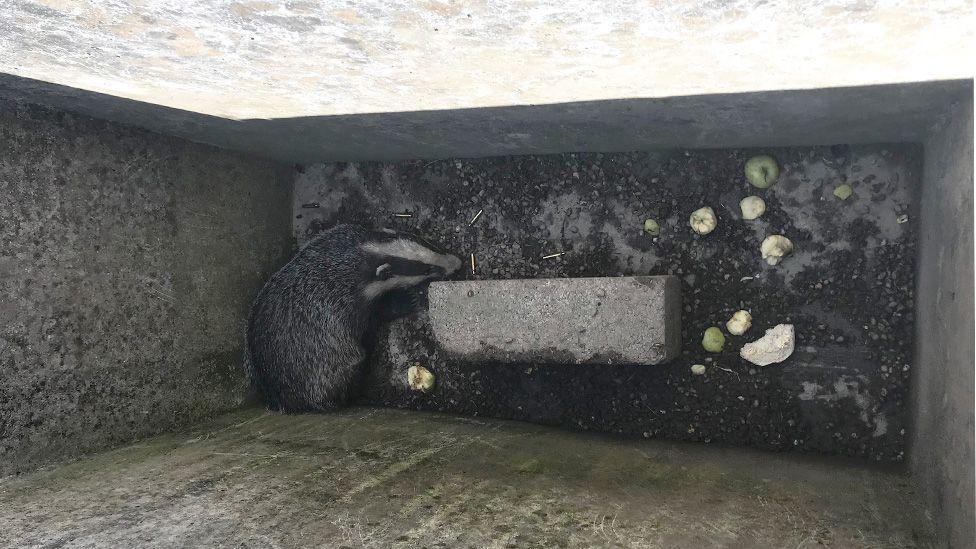 A badger down a hole