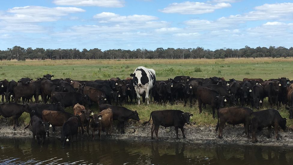 No sale Australia's Knickers (who is male, by the - BBC News