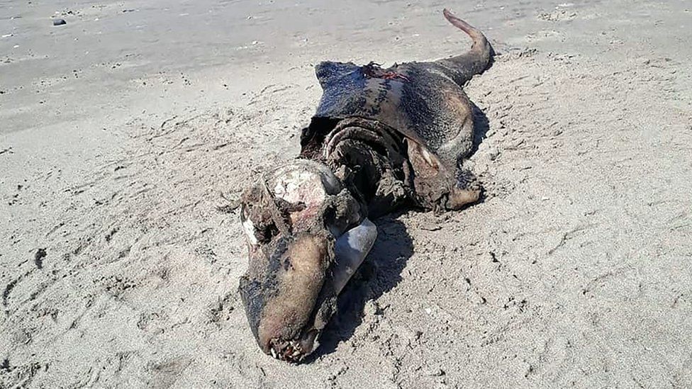 Image of the carcass on the beach