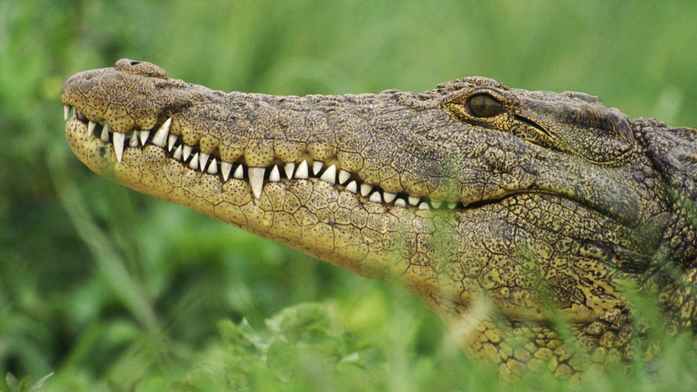 A close up photo of a crocodile's head