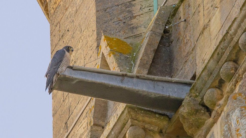 A falcon at Pershore Abbey